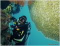   Having break shark diving day. Image shows spectacular plate coral around dive sites Beqa Lagoon Resort Fiji. Photographed clear water 1metre footusing Nikonos 20mm wide lensKodak Slide film superb day). day) Fiji  